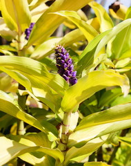 Fototapeta premium Blue Ginger (Dichorisandra thyrsiflora)