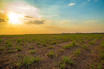 sugar cane sunset