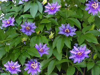 Maypop flowers on a trellis