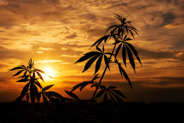 Marijuana, cannabis plants before harvest time in sunshine. Outdoor cannabis cultivation silhouette...