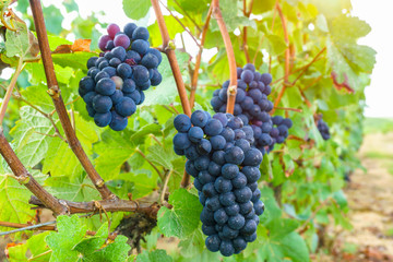 Close up vine grapes in champagne region in autumn harvest, Reims, France
