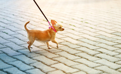 Photo funny a little dog walking