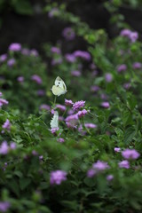 モンシロチョウ