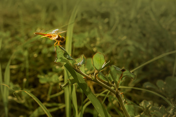 dragonfly red color on grass in sunset on green background