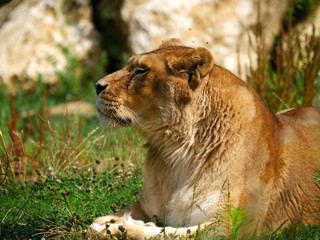Lion