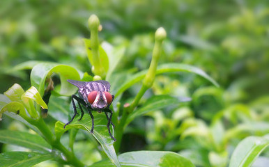 Fly on a leaf