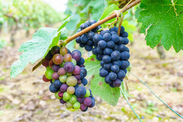 Close up vine grapes in champagne region in autumn harvest, Reims, France