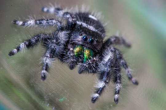 "Bold Jumping Spider" Images – Browse 108 Stock Photos, Vectors, and ...