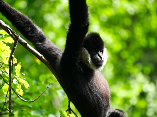 Gibbon à favoris blancs