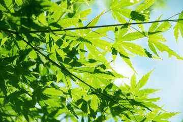 Summer Maple Leaves. Green leaves against a bright blue sky.