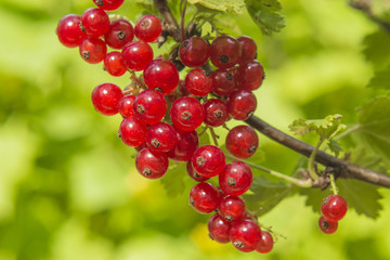 Красная смородина