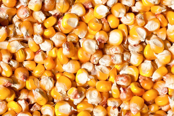 Dried corn as a background. Top view