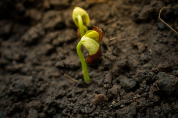 Planting tree in the morning on nature backgroun.