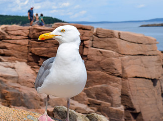 Fototapeta premium Maine seagull
