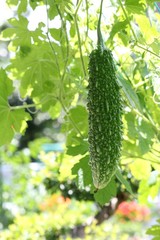 ゴーヤカーテン