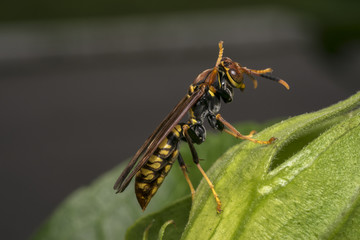Big wasp on a leaf