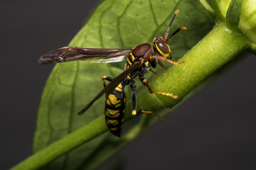 Big wasp on a leaf