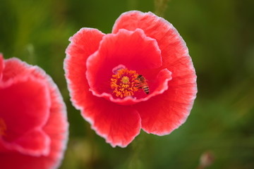 Fototapeta premium Poppy flower......