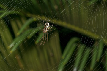Wild spider waiting for prey