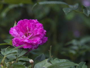Romantic summer red pink roses bush climbing on green tree nature garden