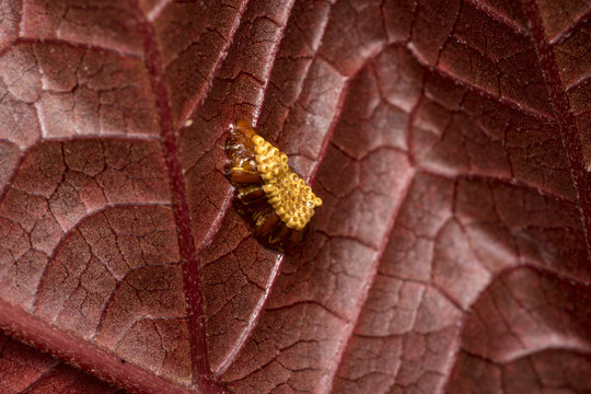 Madure insect nest on a red tree leaf
