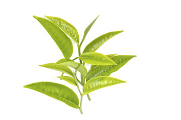 tea leaf on white background