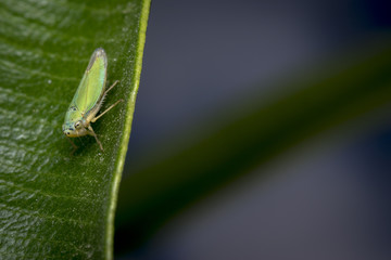 Cicadella viridis bug on a leaf