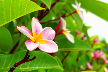 Pink Plumeria or frangipani flowers