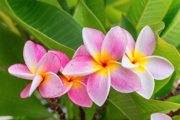 Pink Plumeria or frangipani flowers