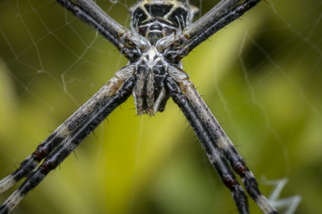 Wild spider waiting for prey