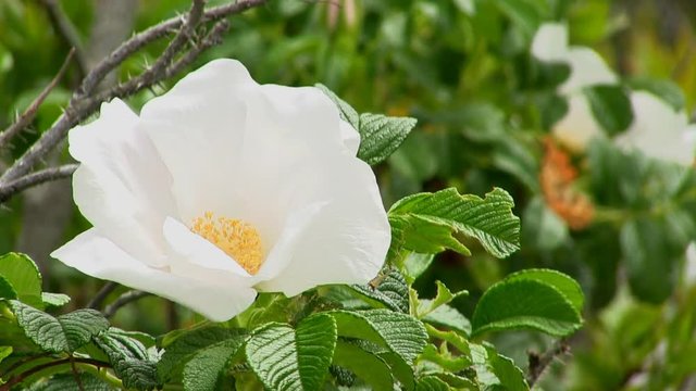 White beach rose flowers along shoreline move in the gentle breeze at Bennets Neck Pocasset Bourne Cape Cod