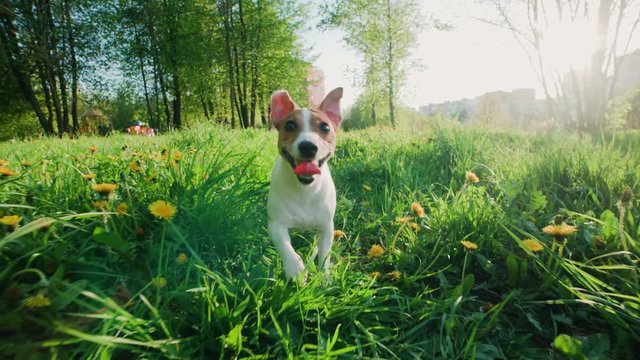 funny Jack Russell Terrier dog runs through tall grass with dandelions in the Park, slow motion