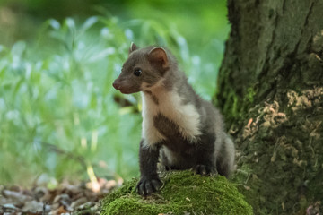 Fototapeta premium Stone marten, Martes foina, with clear green background. Beech marten, detail portrait of forest animal. Small predator sitting on the beautiful green moss stone in the forest. Wildlife scene, France