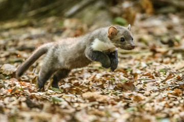 Stone marten, Martes foina, with clear green background. Beech marten, detail portrait of forest animal. Small predator sitting on the beautiful green moss stone in the forest. Wildlife scene, France