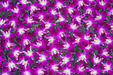 Purple orchid flower floating on water