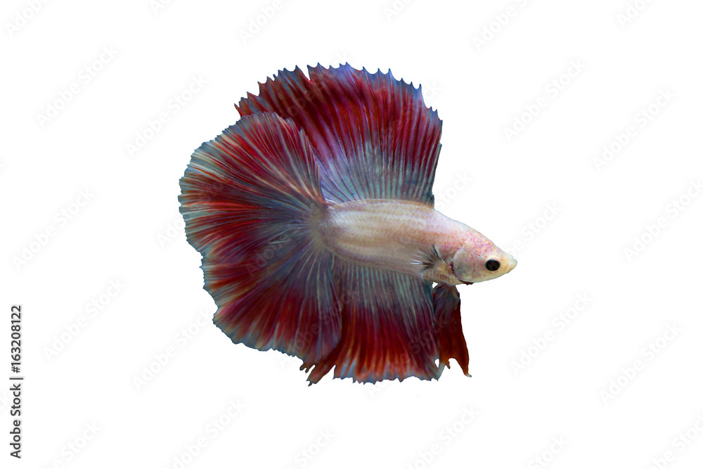 Wall mural Betta fighting fish isolated on a white background