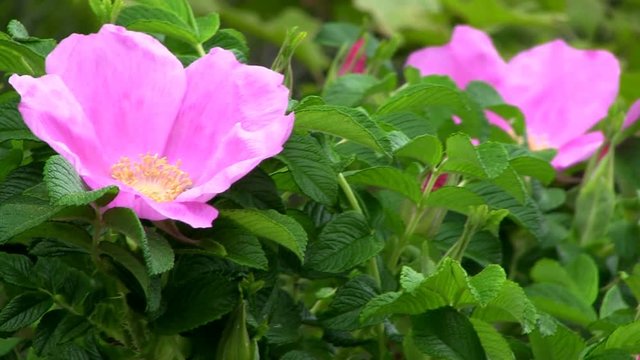 Pink beach rose flowers bloom in spring at Bennets Neck shoreline Pocasset Bourne Cape Cod