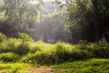 Cubbon Park, Bangalore