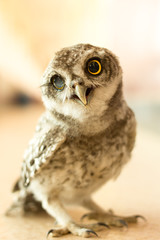Owl