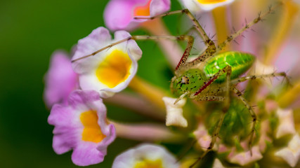 Garden Spider