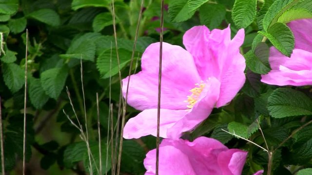 Pink beach rose flowers sway in springtime breeze at Bennets Neck shoreline Pocasset Bourne Cape Cod