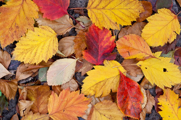 Obraz premium Dry fallen leaves