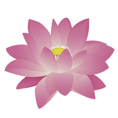 beautiful lotus flower vector design