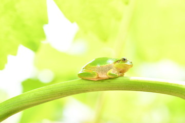 木の上のアマガエル