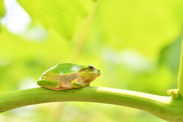 木の上のカエル