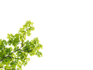 green tree leaf isolated on white background