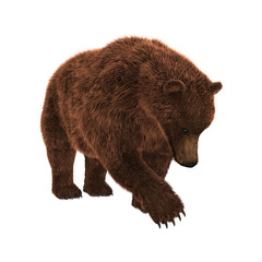3D Rendering Grizzly Bear on White