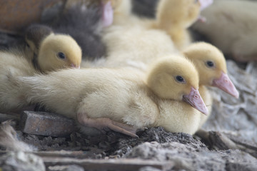 Yellow ducklings are in rural farms.