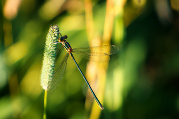 Libelle auf Grashalm - gemeine Binsenjungfer