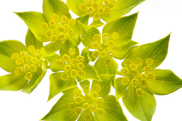 Rundblättriges Hasenohr (Bupleurum rotundifolium)